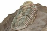 Beautiful Austerops Trilobite Fossil - Jorf, Morocco #328587-5